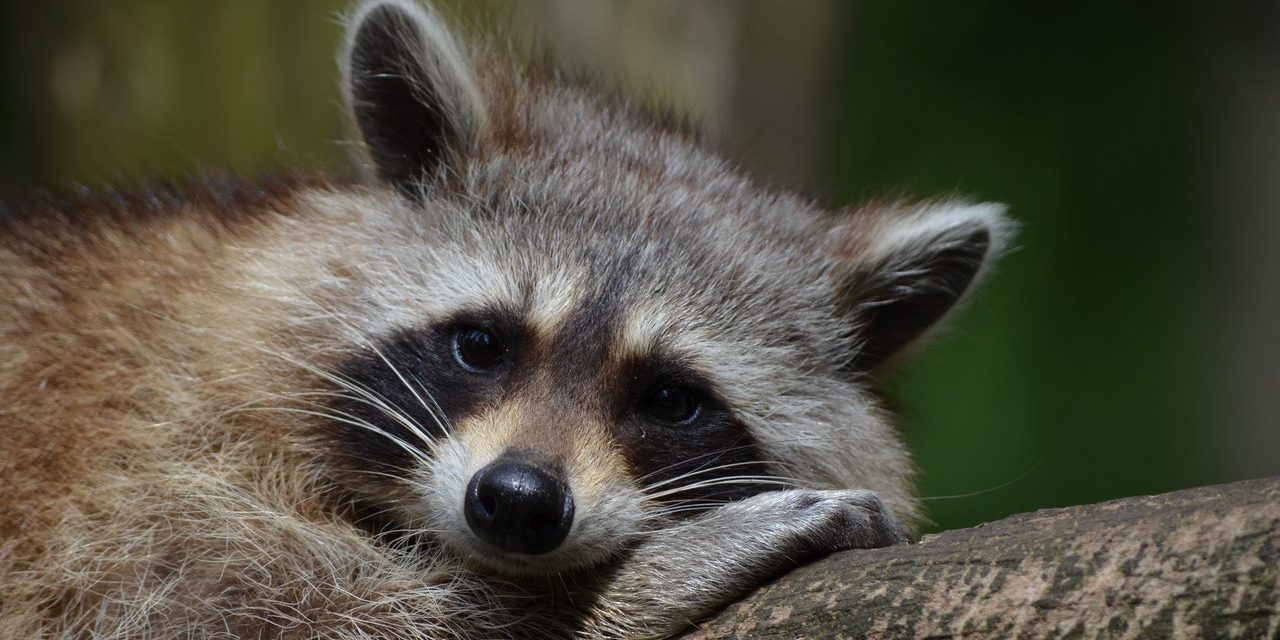 QUE FONT LES ANIMAUX SAUVAGES À L’AUTOMNE ? ILS CHERCHENT UN ENDROIT OÙ S’INSTALLER