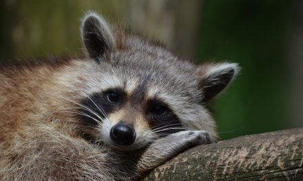 QUE FONT LES ANIMAUX SAUVAGES À L’AUTOMNE ? ILS CHERCHENT UN ENDROIT OÙ S’INSTALLER