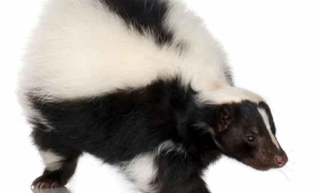 QUE FAIRE DES MOUFFETTES : UNE ESPÈCE DOUCE QUE MÉRITE DE SUSCITER UN SENTIMENT D’INSÉCURITÉ